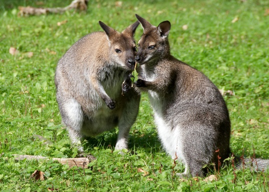 Red-necked Wallaby (Macropus Rufogriseus) - Detail - Biodiversity Maps